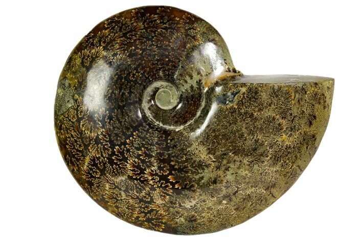 Polished, Agatized Ammonite (Cleoniceras) - Madagascar #145807